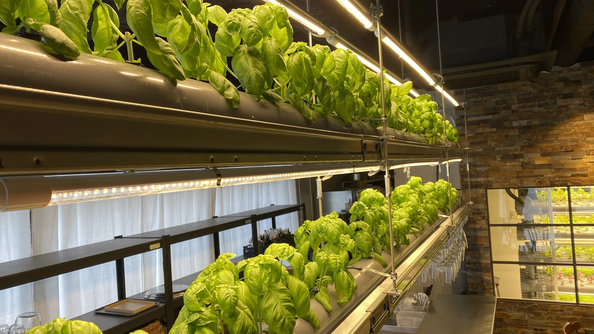 企業の新規事業としての植物工場