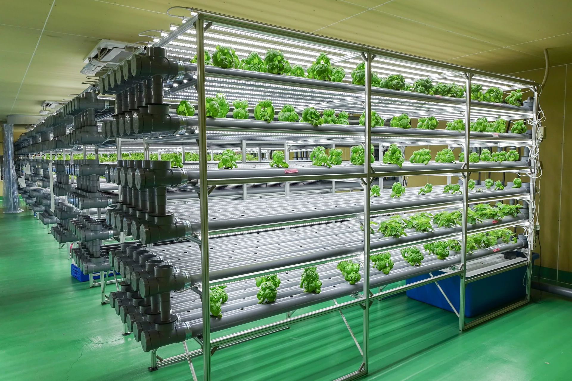 葉物野菜のクローズアップ