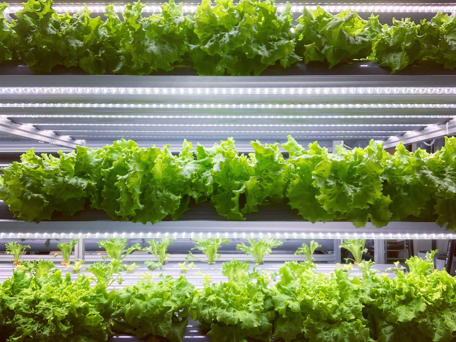 GPFの植物工場で育つ葉野菜