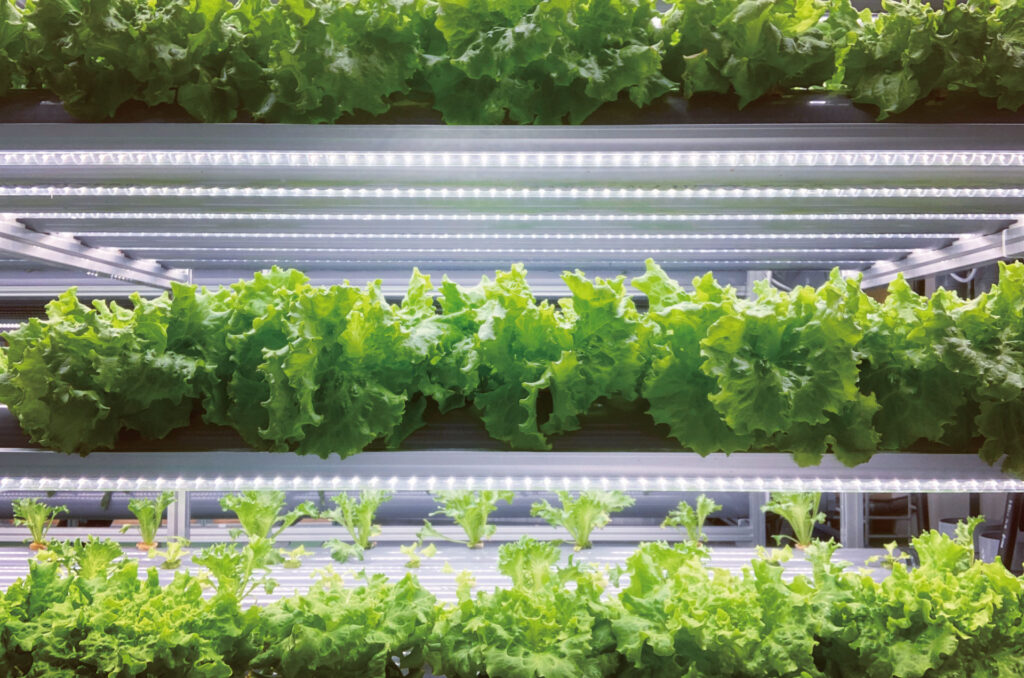 植物工場は大規模でなければ採算が合わない？