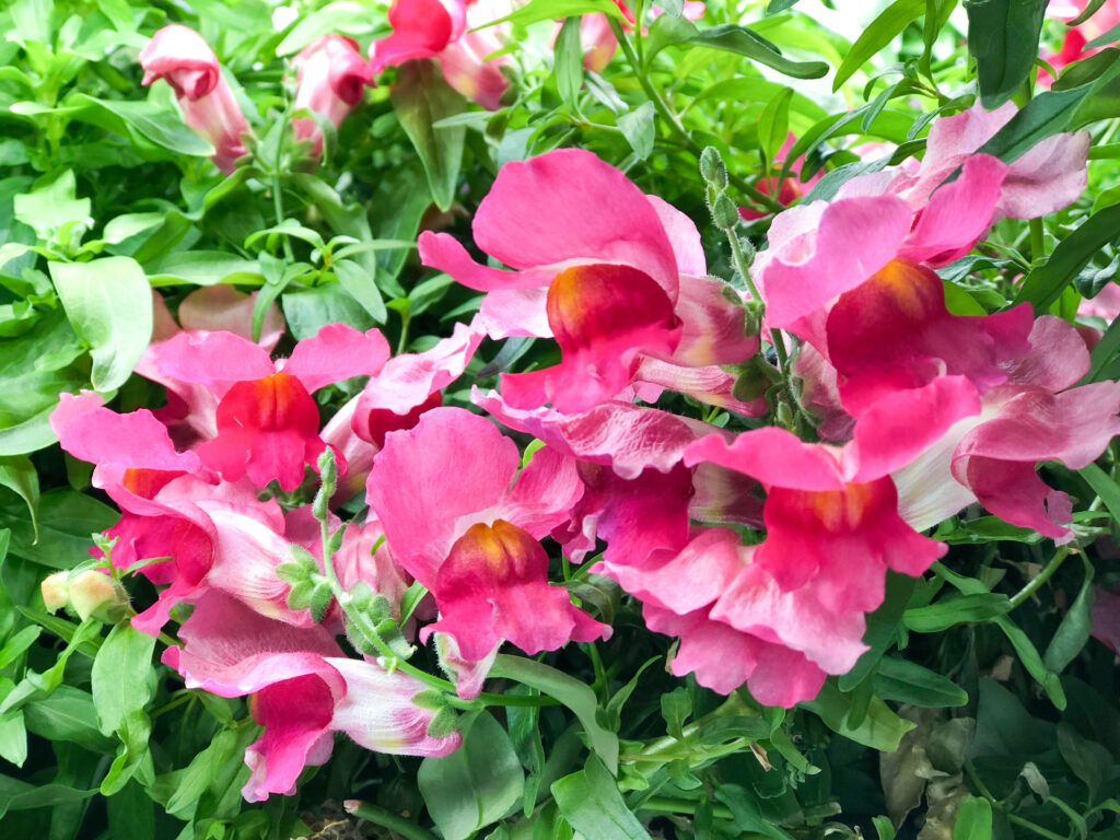 植物工場を補助金で導入できます
