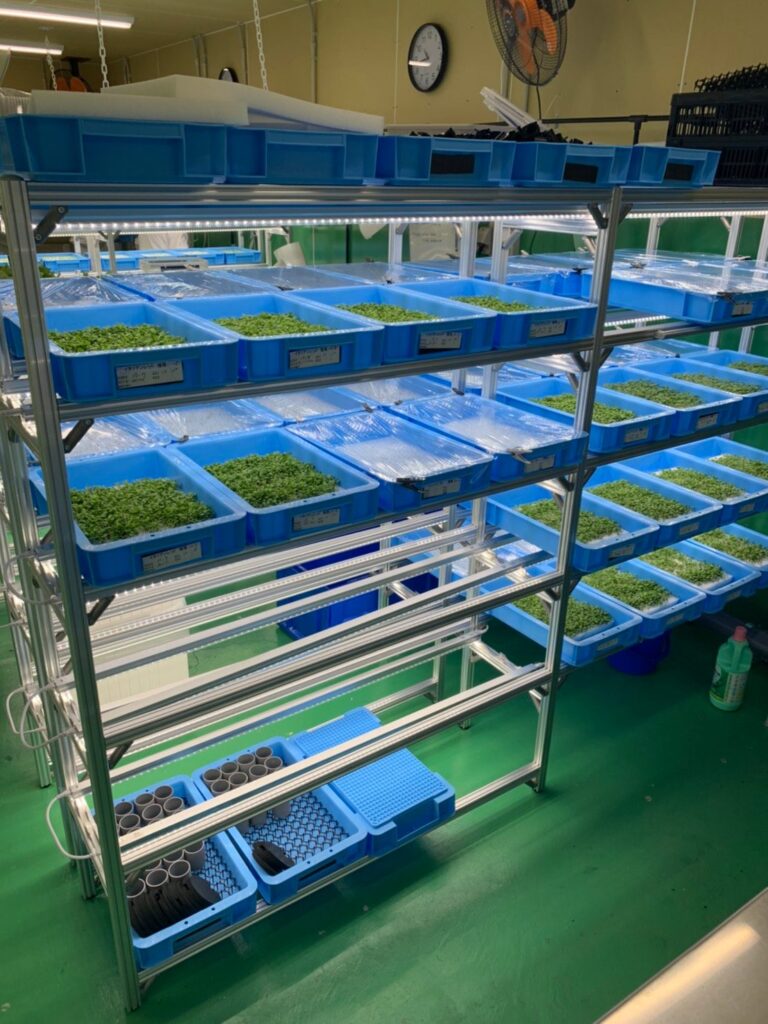 植物工場の育苗スペース。種から育てている苗のトレーが、棚の段ごとに並んでいる