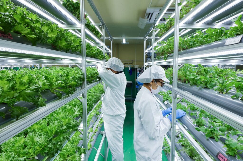 雨や季節に左右されない室内で、白衣姿のスタッフが葉物野菜の栽培棚を確かめている様子