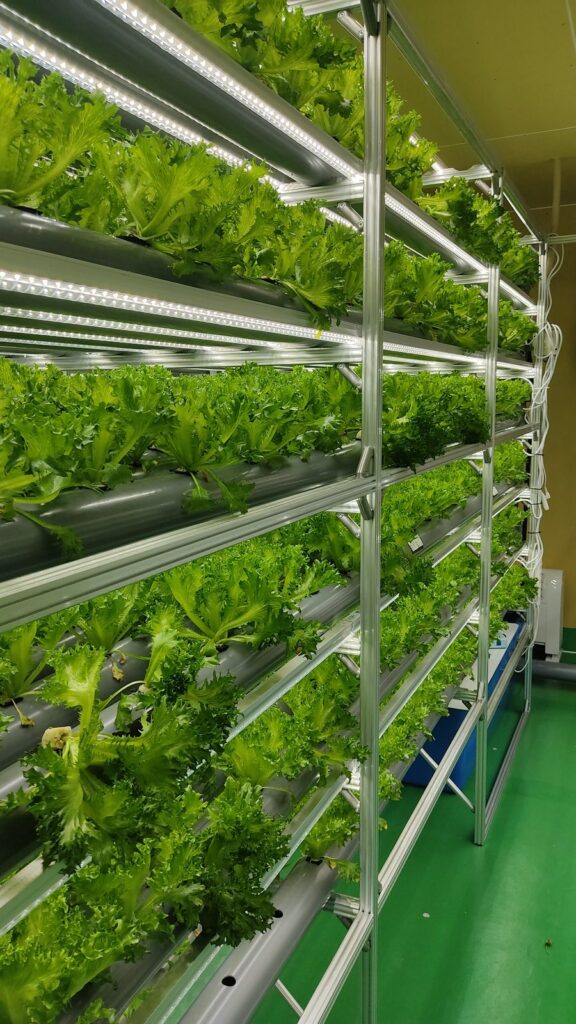 農福連携のデメリットとは？室内の植物工場で減らせること・残ること