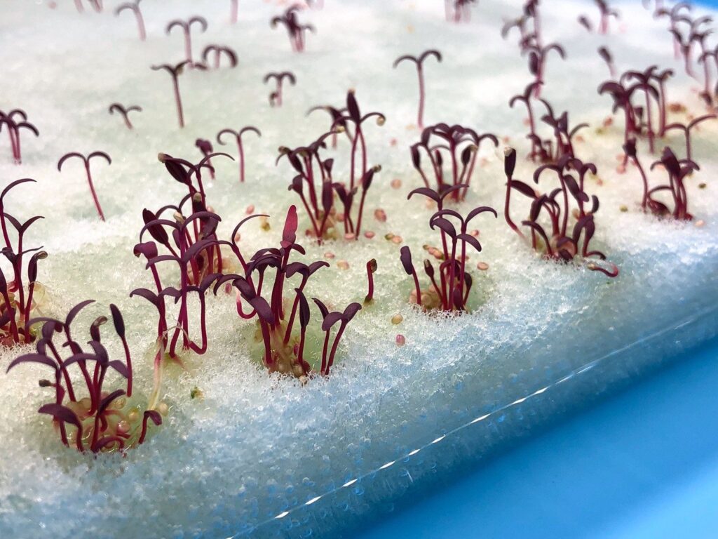 白い培地から芽を出したばかりの、赤い茎の小さな苗
