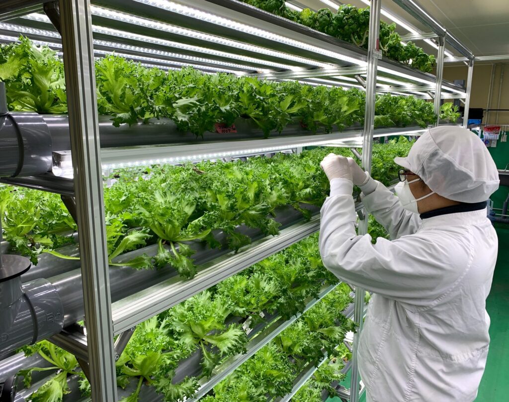 白衣と帽子・マスク姿のスタッフが、LEDの下に並ぶ葉物野菜の栽培棚で、育ち具合を一株ずつ確かめている様子