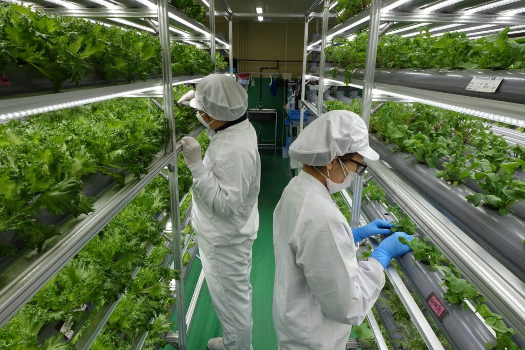 就労継続支援B型の農業を室内で。水耕栽培の植物工場という選択肢