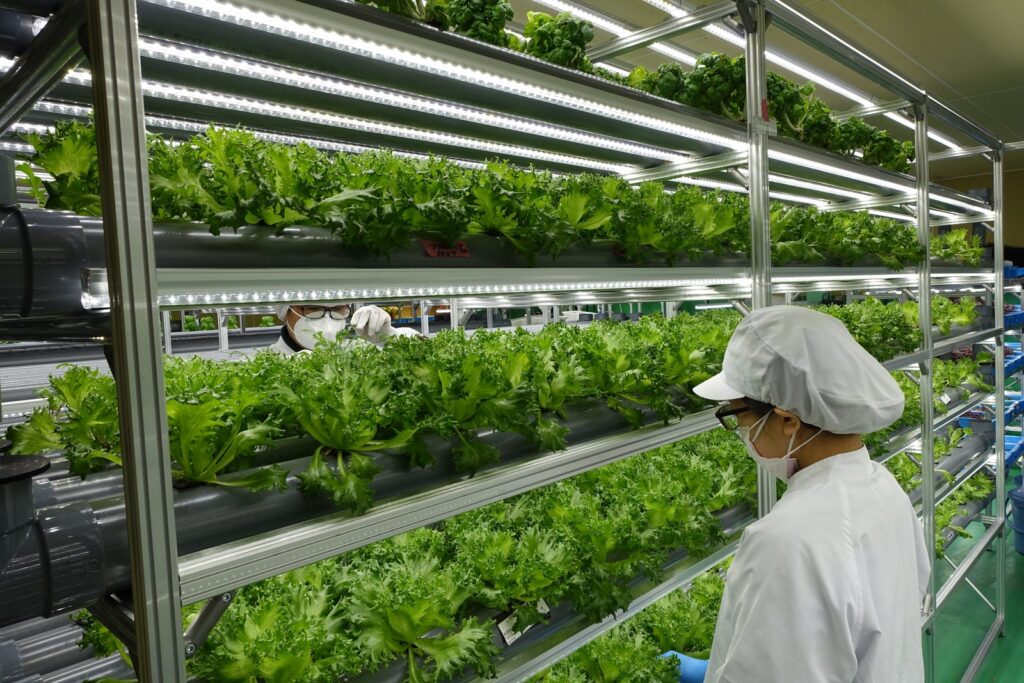 LEDの栽培棚で育つ葉物野菜の状態を確かめるスタッフ