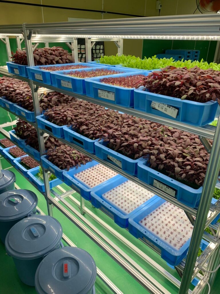 栽培棚の青いトレーで育つ、緑と赤紫の葉物野菜の苗