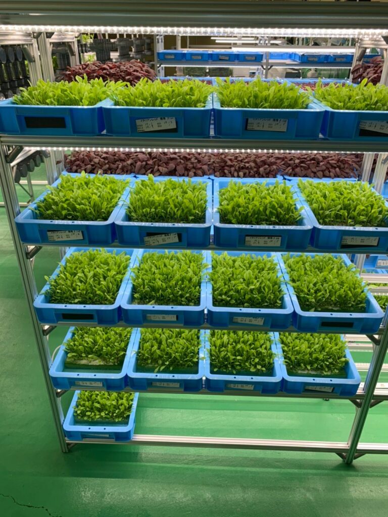 青いトレーに並んだ葉物野菜の苗を、LEDの栽培棚で育てている様子