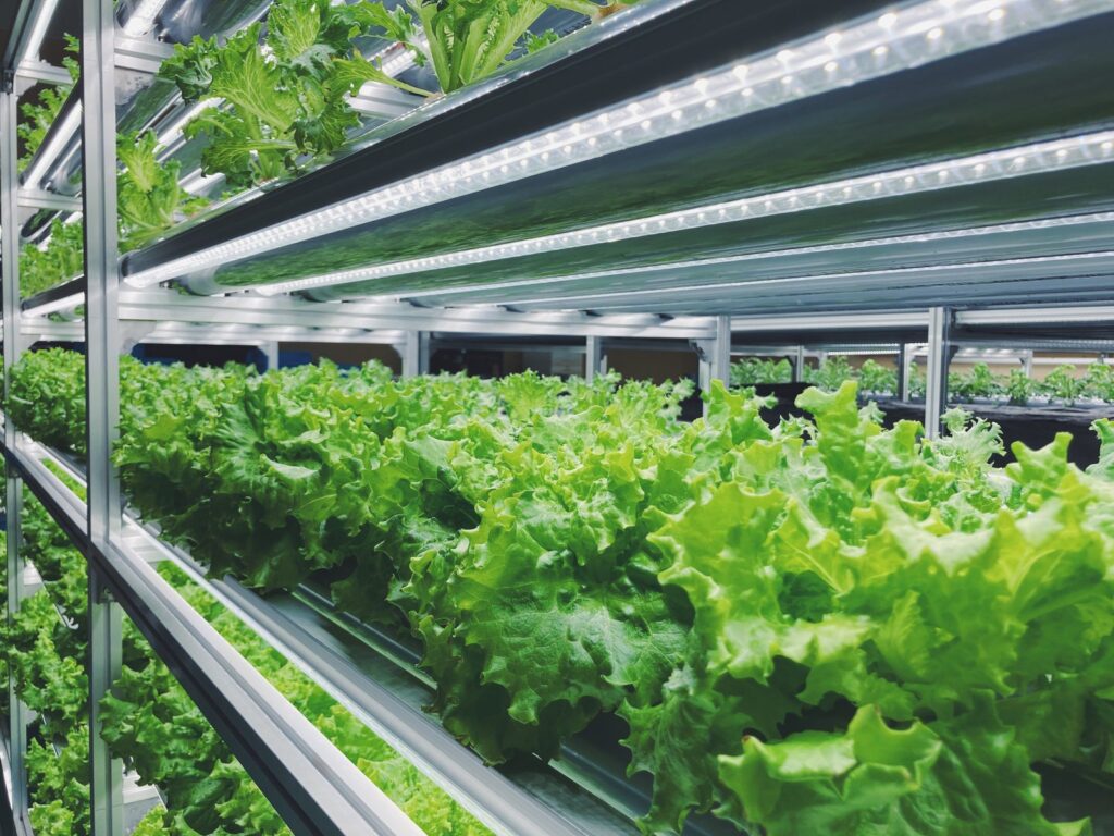 LEDに照らされた栽培棚で、フリルレタスなどの葉物野菜が育っている様子