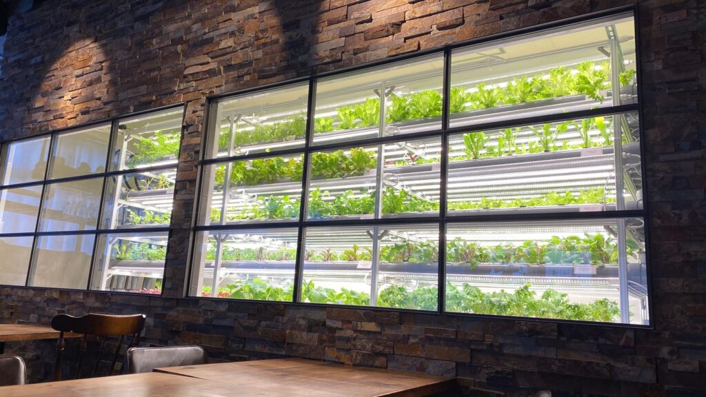 レストランの客席の奥、窓越しに植物工場の栽培棚が並んで見える様子